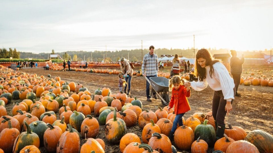Family Pumpkin Picking